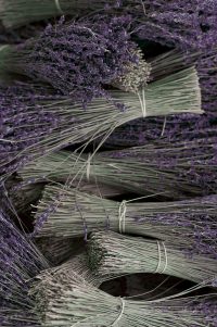 vertical-gallery-1